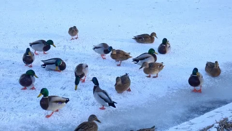Ducks in a winter park. close-up of a flock of ducks Stock Footage 168794002