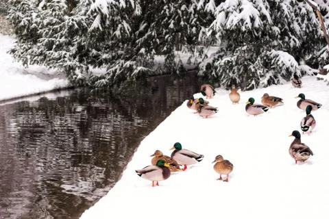 Ducks in winter park Fotos Stock