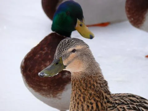 Ducks In The Winter Stock Photos