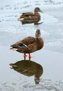 Ducks in the winter. Stock Photos