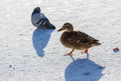 Ducks in winter Stock Photos