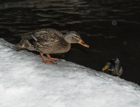 Ducks in winter Stock Photos