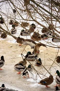 Ducks in winter Stock Photos