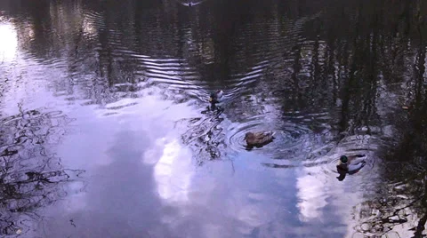 Ducks on the winter pond. Stock Footage 35631927