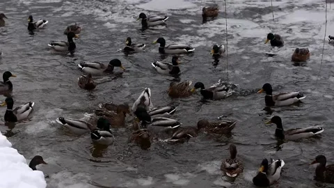 Ducks in the winter in the pond Stock Footage 146936591