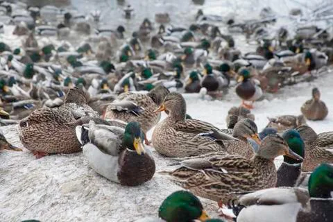 Ducks in winter pond Stock Photos