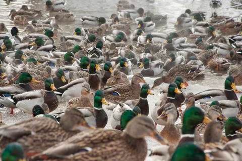 Ducks in winter pond Stock Photos