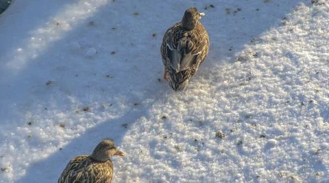 Ducks in a winter public park in the rays of sunlight. Duck birds are standin Stock Photos