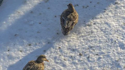 Ducks in a winter public park in the rays of sunlight. Duck birds are standin Fotos Stock