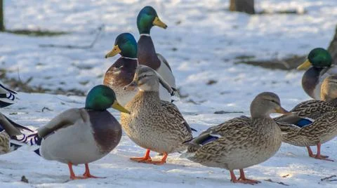Ducks in a winter public park in the rays of sunlight. Duck birds are standin Stock Photos