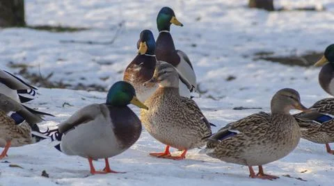 Ducks in a winter public park in the rays of sunlight. Duck birds are standin Fotos Stock