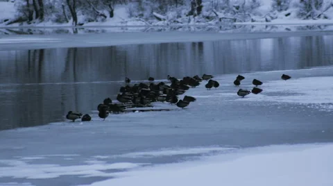 Ducks on the winter river Stock Footage 61004285