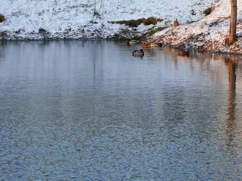 Ducks on a Winter River Stock Footage 73548036