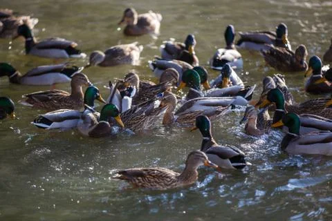 Ducks in winter on the river 스톡 사진