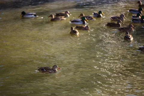 Ducks in winter on the river 스톡 사진