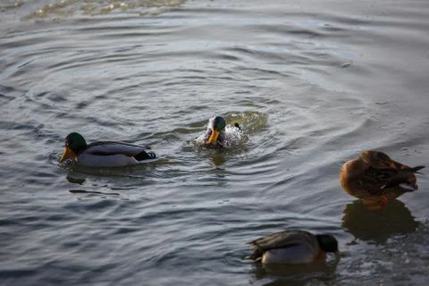 Ducks in winter on the river Stock Photos