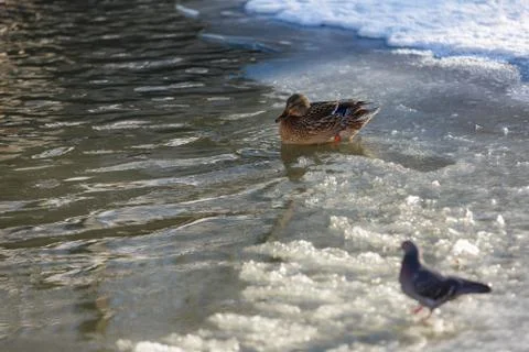 Ducks in winter on the river 스톡 사진