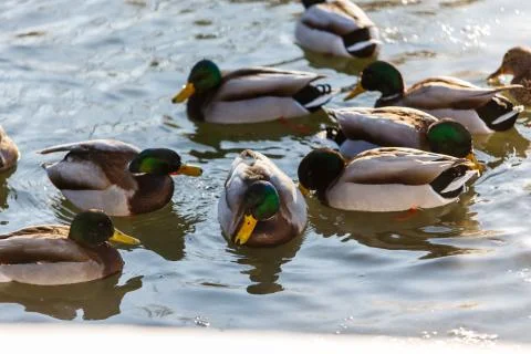 Ducks in winter on the river 스톡 사진