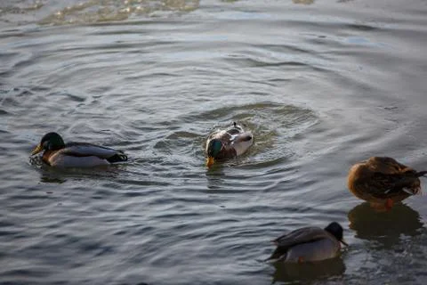Ducks in winter on the river 스톡 사진