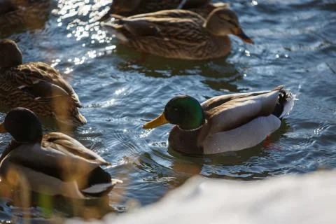 Ducks in winter on the river Stock Photos