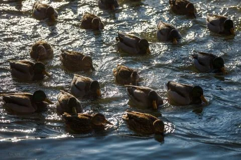 Ducks in winter on the river 스톡 사진