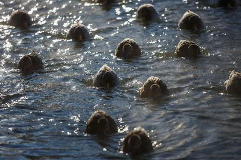 Ducks in winter on the river 스톡 사진