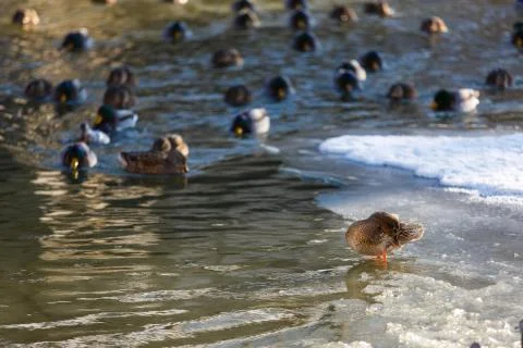 Ducks in winter on the river 스톡 사진