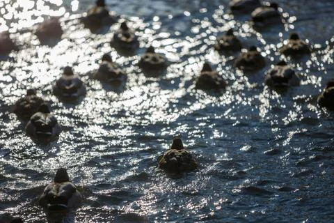 Ducks in winter on the river 스톡 사진