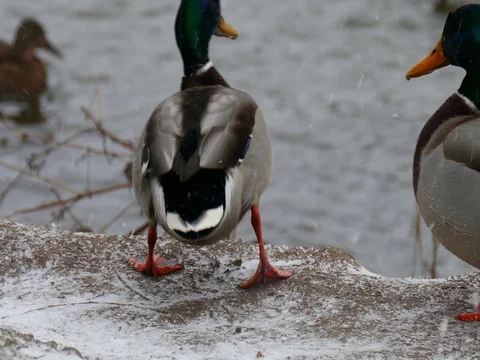 Ducks in Winter with Snow 動画素材 73547918