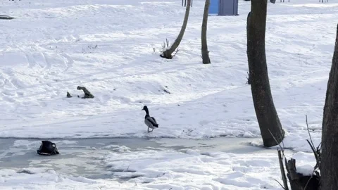 Duck's Winter Stroll Stock Footage 302635580