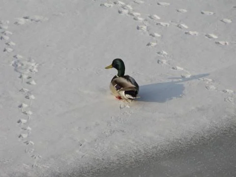 Ducks In Winter Time – Walking On The Ice Stock Photos