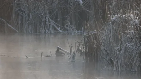 Ducks in winter water, 4K slow motion fog Stock Footage 166857144