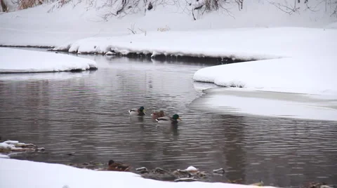 Ducks winter in the water Stock Footage 1002217
