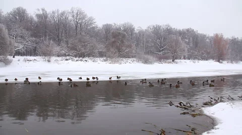 Ducks winter in the water Stock Footage 1002220