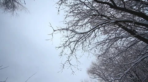 Ducks winter in the water Stock Footage 1002272