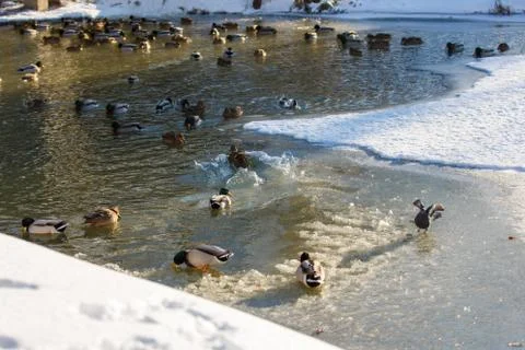 Ducks in winter on the water 스톡 사진