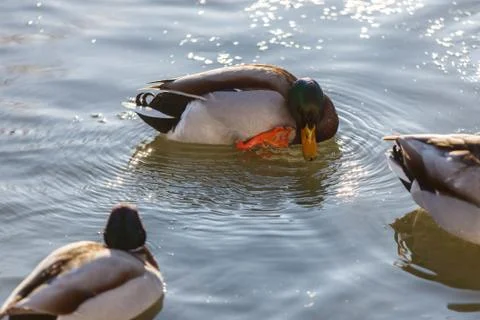 Ducks in winter on the water Stock Photos