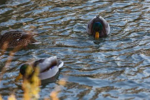 Ducks in winter on the water 스톡 사진