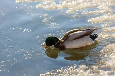 Ducks in winter on the water 스톡 사진