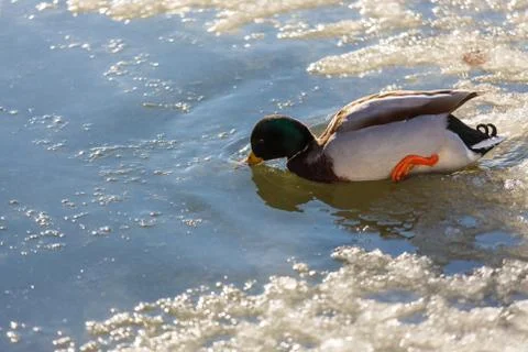 Ducks in winter on the water 스톡 사진