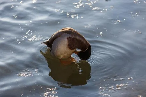 Ducks in winter on the water Stock Photos