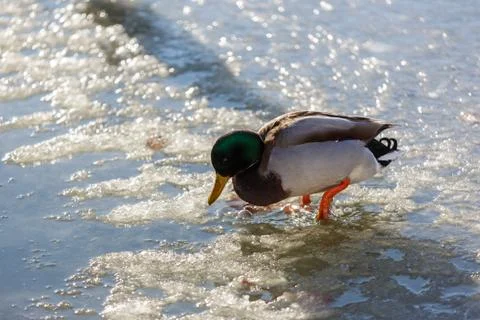 Ducks in winter on the water 스톡 사진