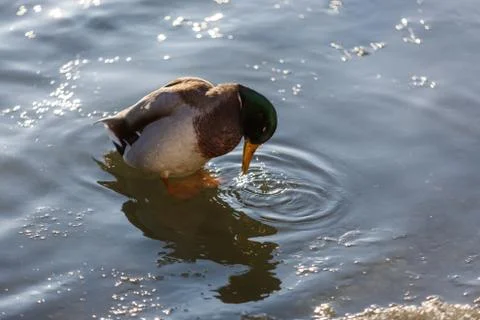 Ducks in winter on the water 스톡 사진