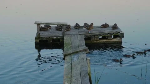 Ducks on a Wooden Dock on the Ros River, Ukraine Stock Footage 326372872