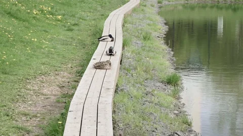 Ducks on a wooden platform Video stock 130740489