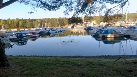 Ducks in Yacht dock Stock Footage 169791415