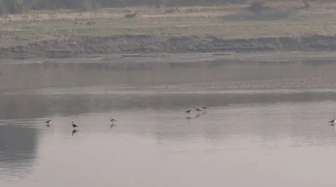 Ducks in Yamuna river Stock-Footage 33473086