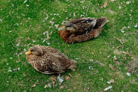 Ducks in the yard of a farm plot on green grass near the lake close-up Fotos de archivo