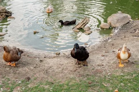 Ducks in the yard of a farm plot on green grass near the lake close-up Stock Photos