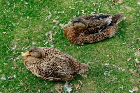Ducks in the yard of a farm plot on green grass near the lake close-up Fotos de archivo